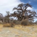 Botswana : es baobabs, rois de Kubu/Los baobabs, reyes de Kubu