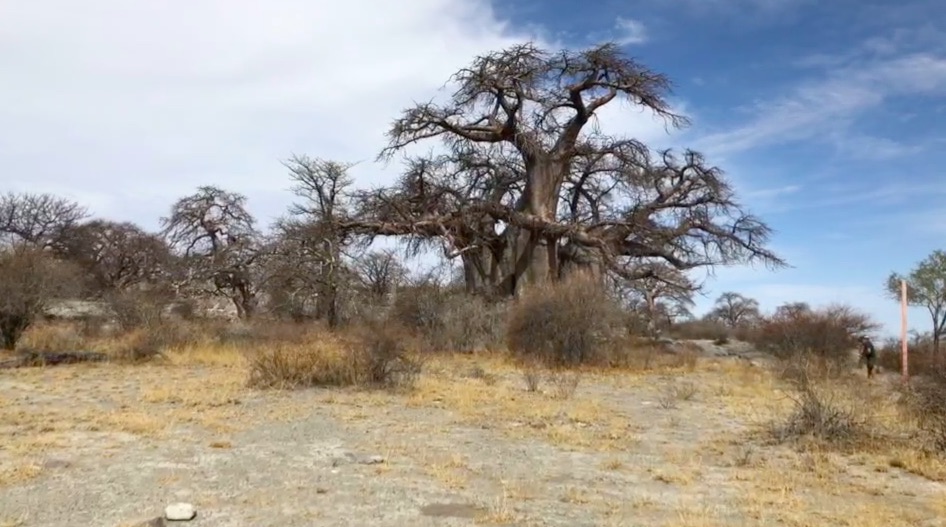 Botswana : es baobabs, rois de Kubu/Los baobabs, reyes de Kubu