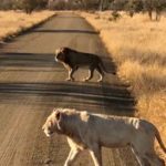 Afrique du Sud/Sur Africa : Give me 5 !