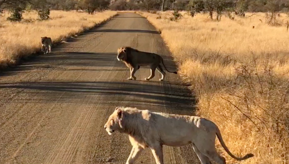 Afrique du Sud/Sur Africa : Give me 5 !