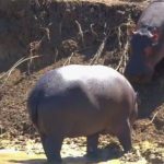 Afrique du Sud/Sur Africa : Hip(p)os & Co