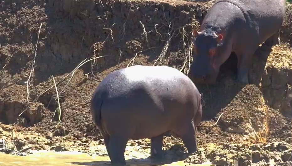Afrique du Sud/Sur Africa : Hip(p)os & Co