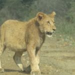 Afrique du Sud : le petit&rsquo;déj des lions / Sur Africa: ll desayuno de los leones