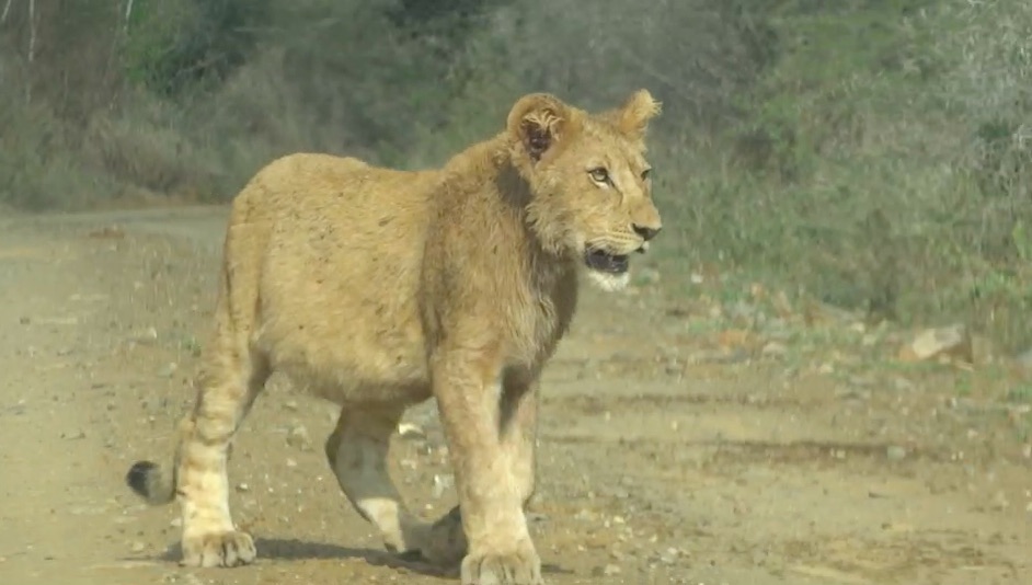 Afrique du Sud : le petit&rsquo;déj des lions / Sur Africa: ll desayuno de los leones