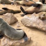 Comme des phoques namibiens/Como focas