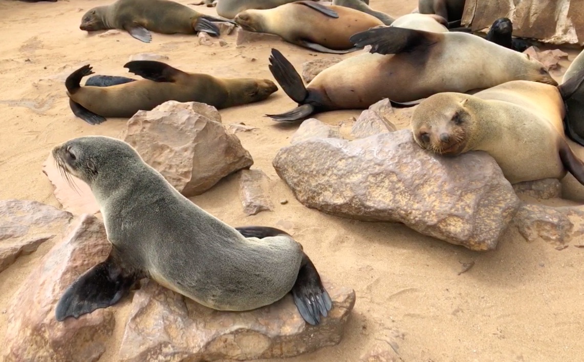 Comme des phoques namibiens/Como focas