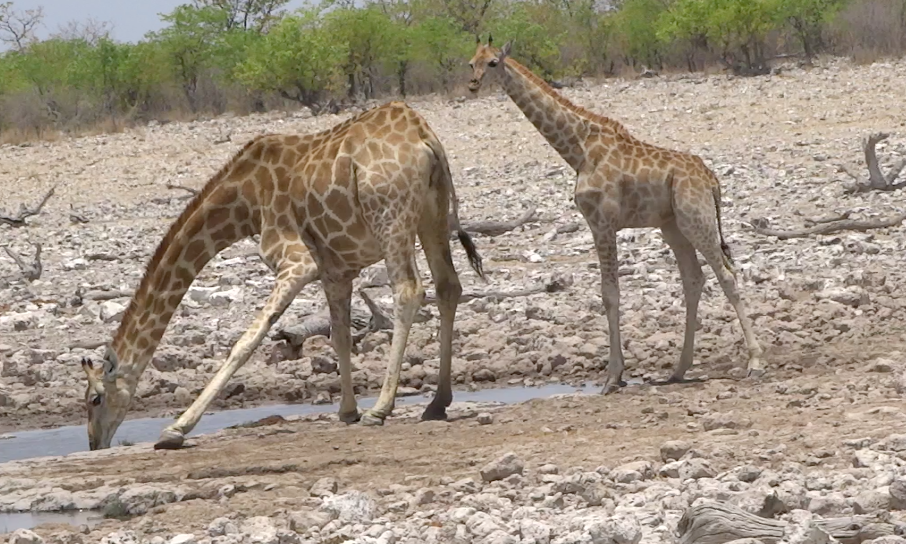 Namibie : le show des animaux/El show de los animales