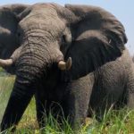 Botswana : l&rsquo;alpha du Delta/el alpha del Delta