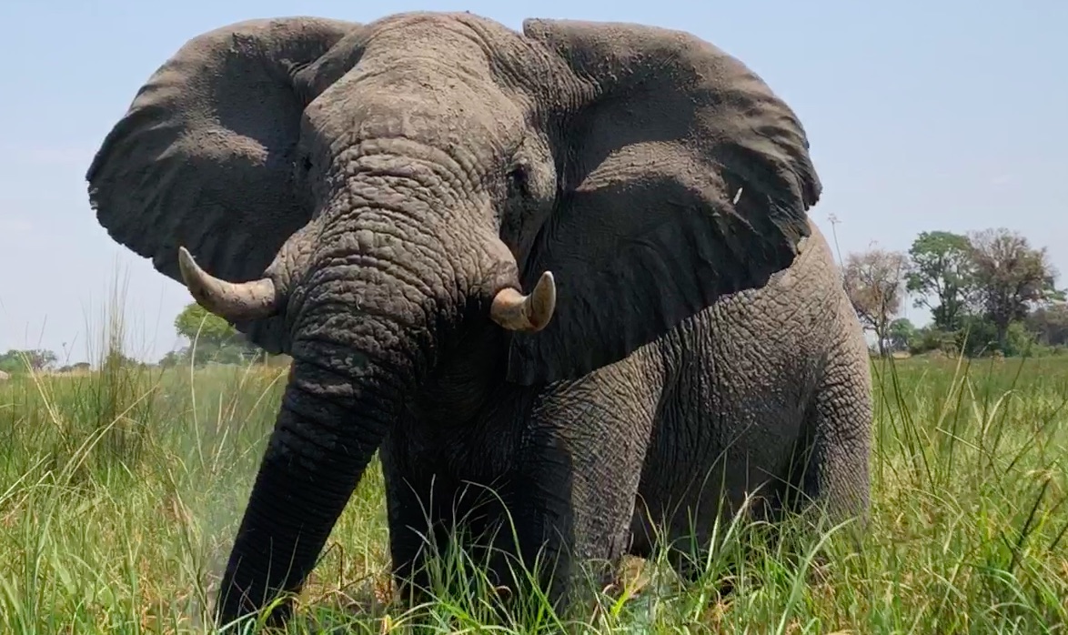 Botswana : l&rsquo;alpha du Delta/el alpha del Delta