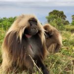 Sur le toit de l&rsquo;Ethiopie/En la cumbre etiope