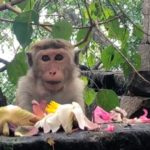 Le Sri-Lanka en capitales / Sri-Lanka en capitales