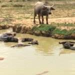 Laos : au rythme du Mékong / En el ritmo del Mekong