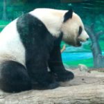 Taïwan : la diplomatie du panda / Diplomacia del panda