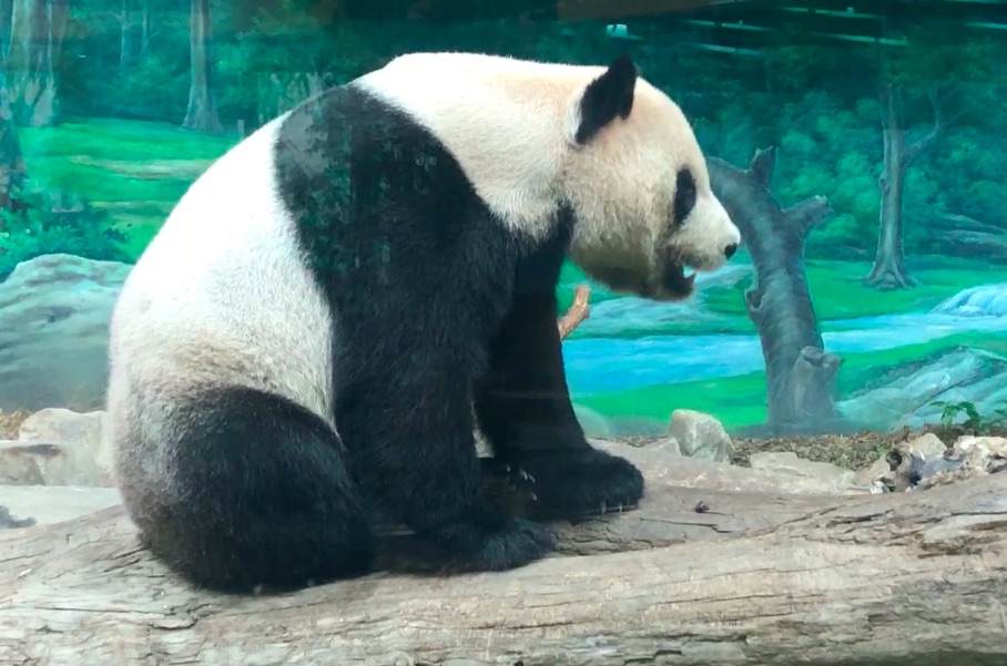 Taïwan : la diplomatie du panda / Diplomacia del panda