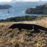 Komodo : la loi du plus fort / La ley del más fuerte