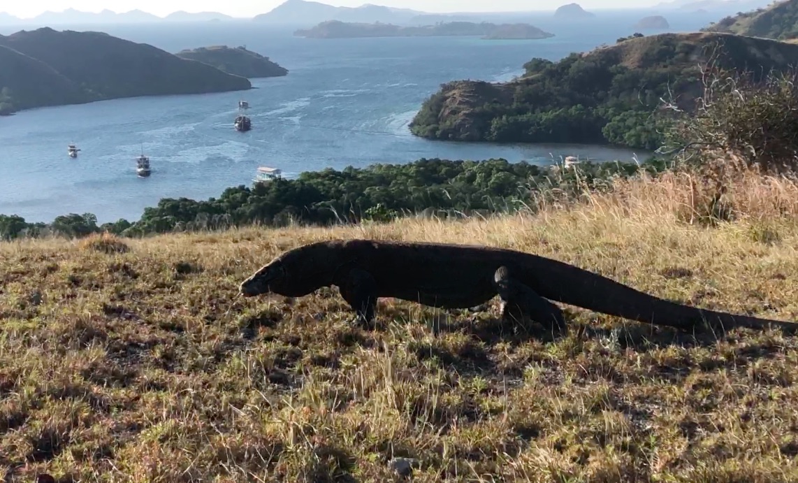 Komodo : la loi du plus fort / La ley del más fuerte