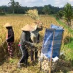 Bali : le rythme du nasi / Al ritmo del nasi