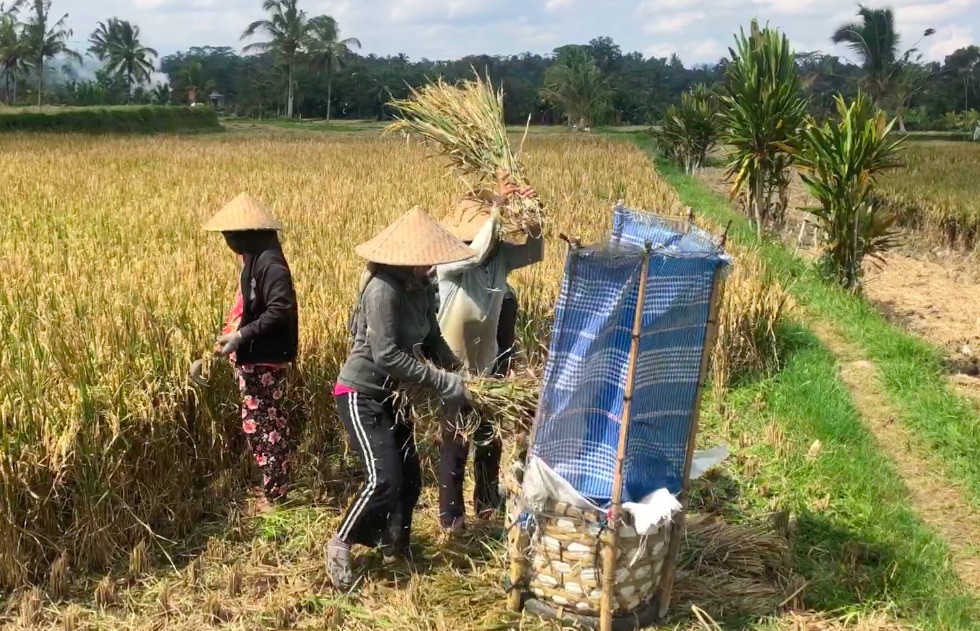 Bali : le rythme du nasi / Al ritmo del nasi