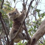 Australie : des tranchées au chantier / Del frente a los acantilados