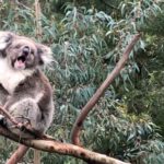 Le bestiaire australien / El bestiario australiano