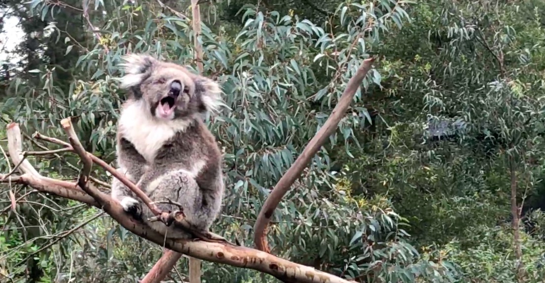 Le bestiaire australien / El bestiario australiano