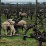 Les jeunes vignes néo-zélandaises / Las viñas jovenes de Nueva Zelanda