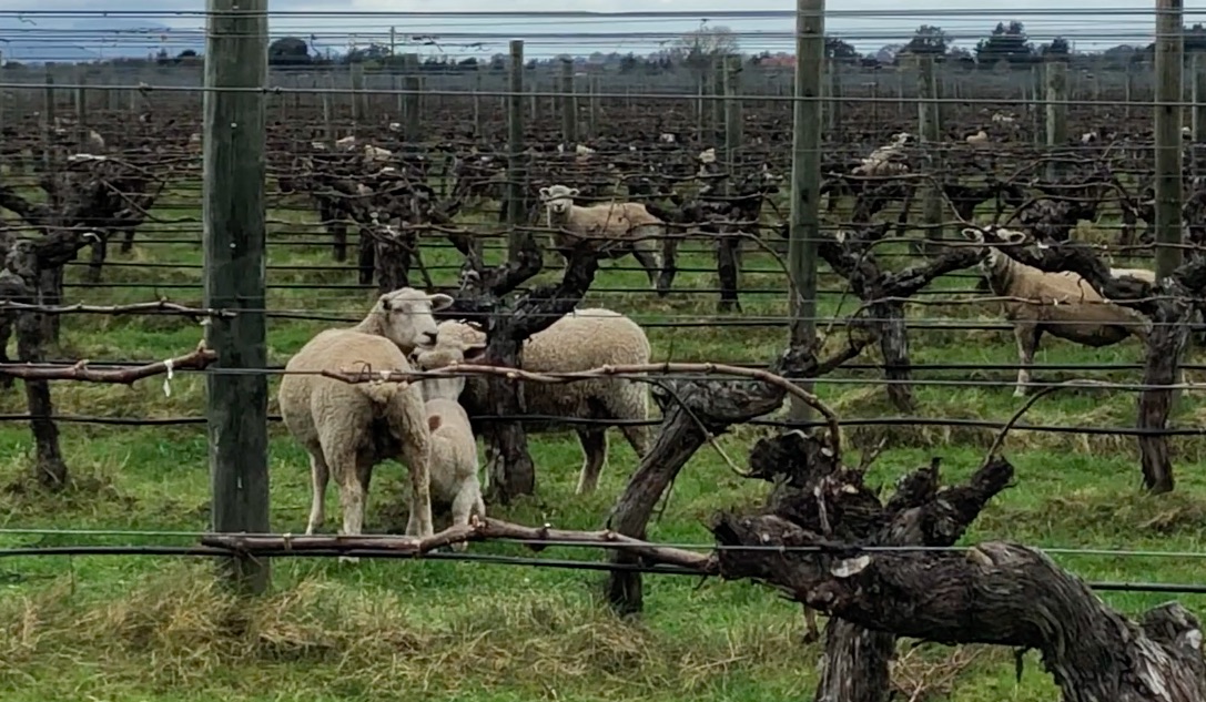 Les jeunes vignes néo-zélandaises / Las viñas jovenes de Nueva Zelanda
