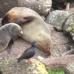 NZ : la ruée vers l&rsquo;Ouest / La fiebre del oeste