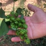 Le houblon mis en bière / La patria del lúpulo