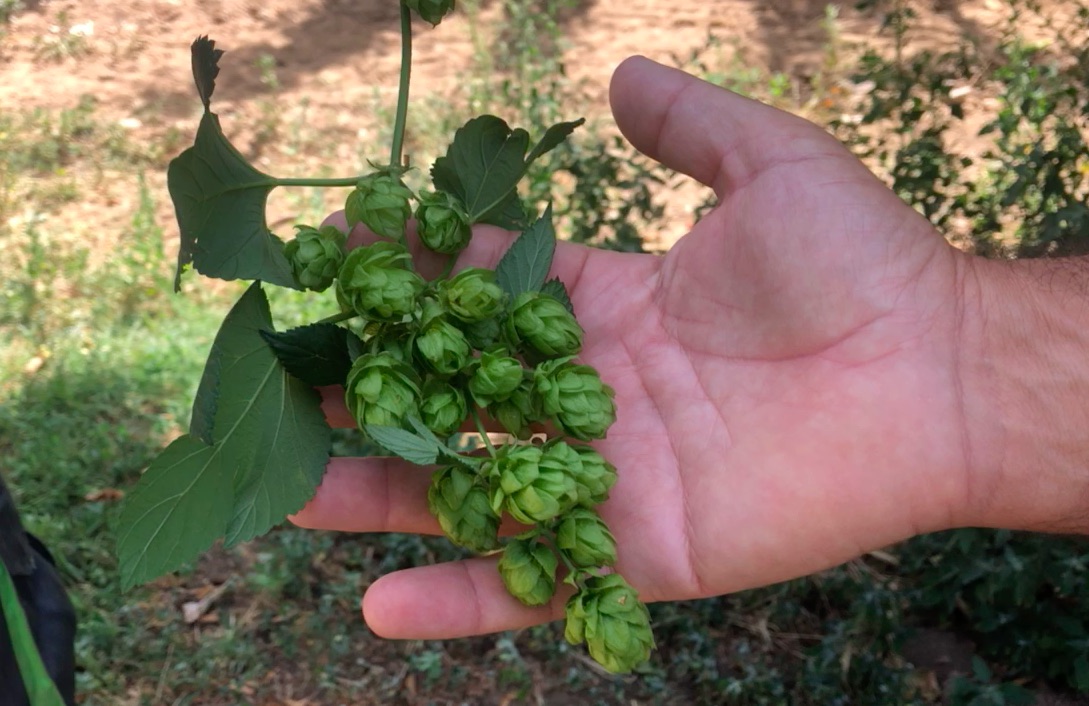 Le houblon mis en bière / La patria del lúpulo