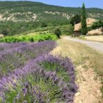 La Provence en odorama / Se huele la Provenza