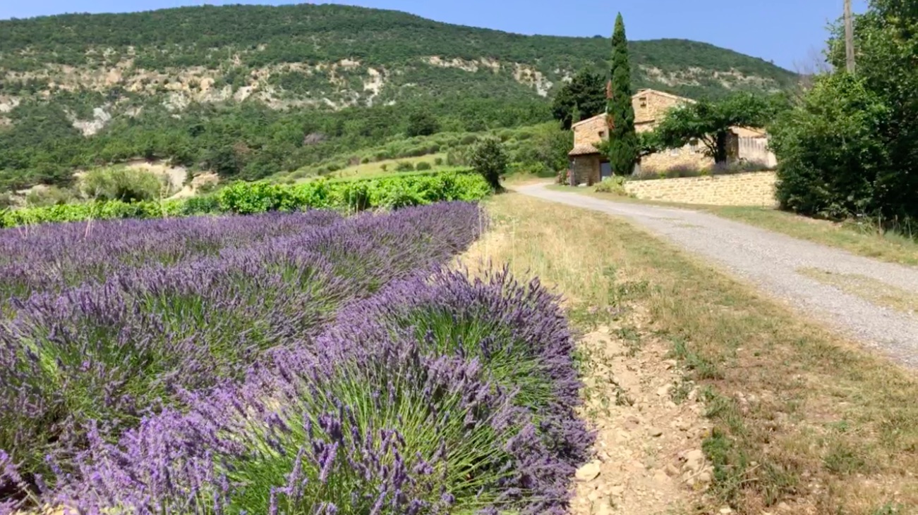 La Provence en odorama / Se huele la Provenza