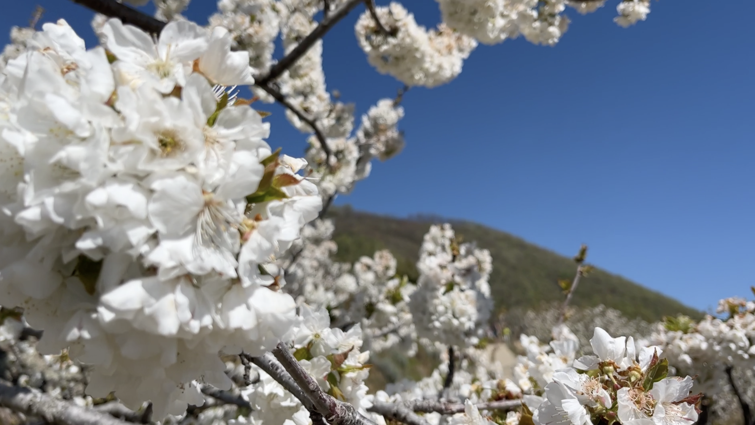 Jerte, le temps des cerisiers • Los cerezos celebran la primavera en el Jerte
