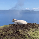 Açores : la nature brute de Pico • Azores: la natureleza bruta de Pico