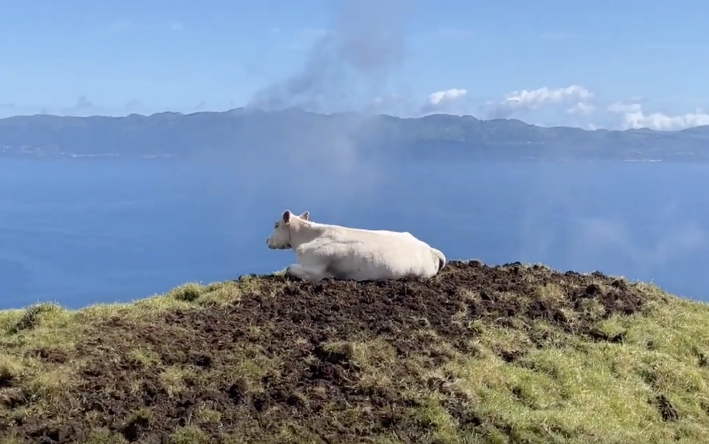Açores : la nature brute de Pico • Azores: la natureleza bruta de Pico