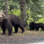 Avec les ours de Transylvanie • Con los osos de Transilvania