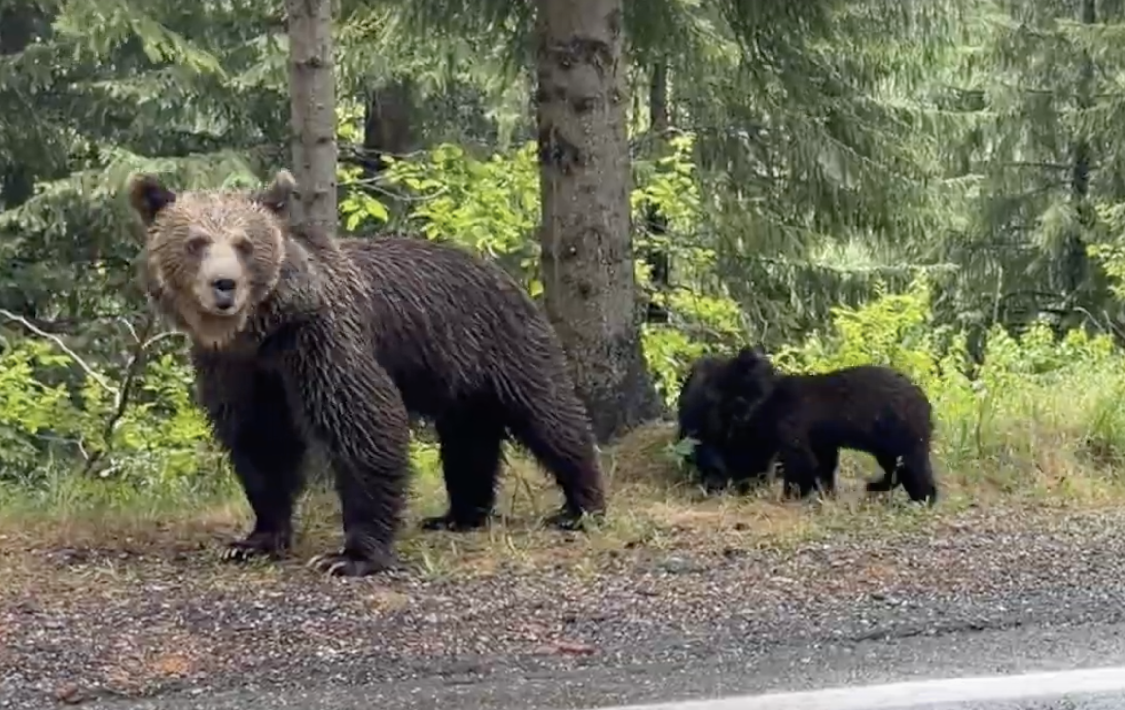 Avec les ours de Transylvanie • Con los osos de Transilvania