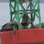 Juneau, l&rsquo;Alaska grandeur nature • El Alaska de la naturaleza